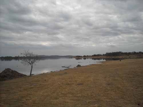 Dennekruin (Roodekoppies)